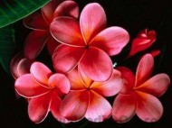 Tropical flowers screen saver screenshot